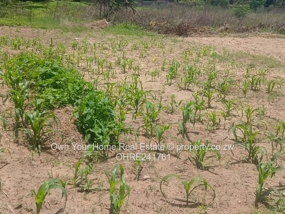 2,000m² Waterfalls Stand — Cleared & Partially Cultivated
