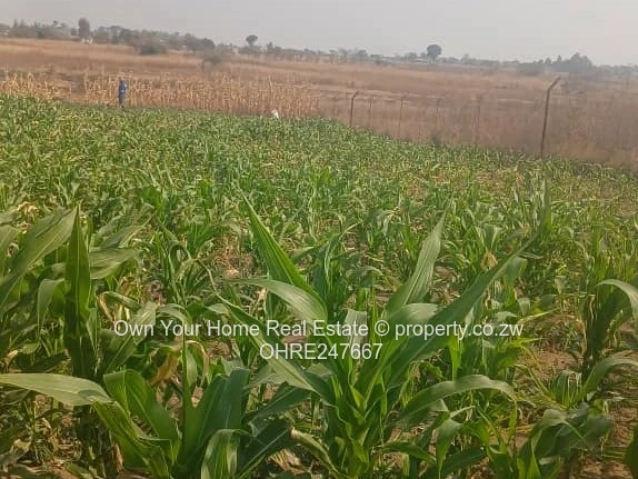 Rainham Plot 45k.1hacters.Zvimba Council Cession.